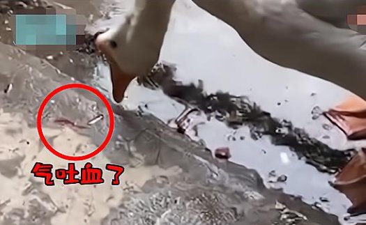 大白鹅听主人说要杀它被气吐血？