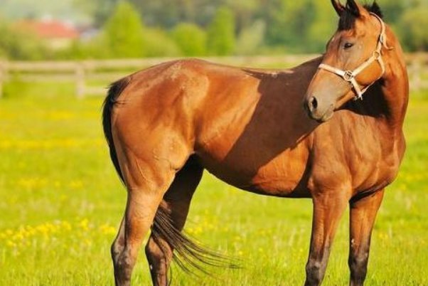 缺月再圆打一个生肖