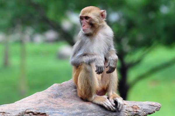 孙庞斗智指什么动物(打一动物生肖)最佳答案是。