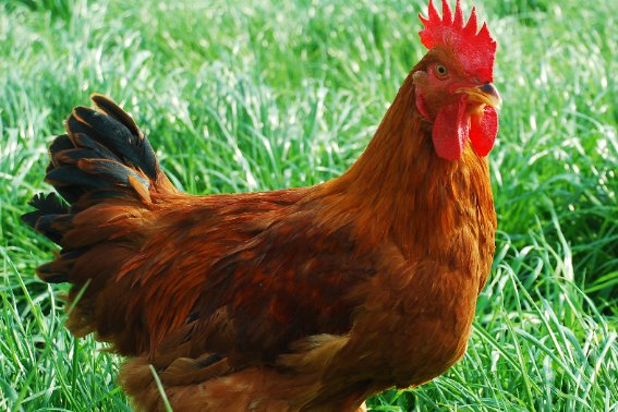 色中饿鬼,打一生肖