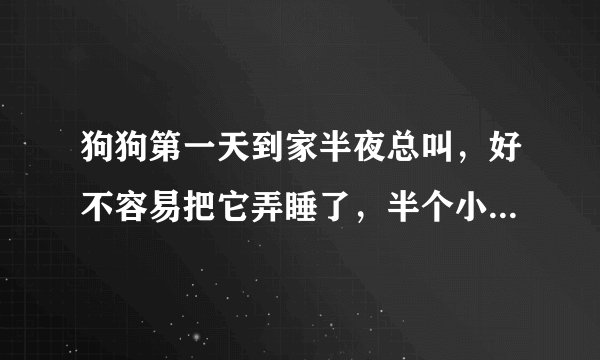 狗狗第一天到家半夜总叫，好不容易把它弄睡了，半个小时一定会再叫，不理它吧，它越叫越厉害，我已经起来
