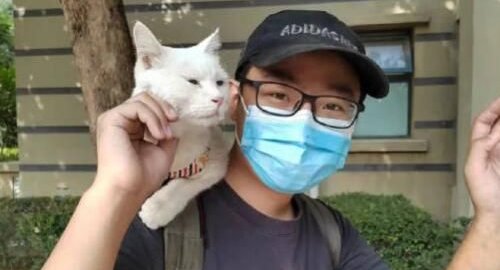 流浪10天的石家庄白猫终于找到了，背后都有哪些人的努力？