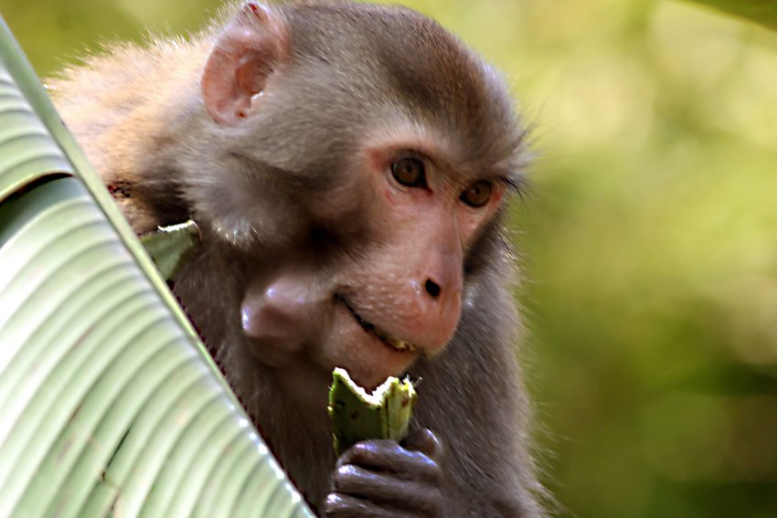 重出江湖代表什么生肖