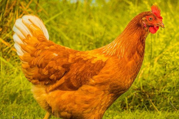 中气十足打一正确生肖