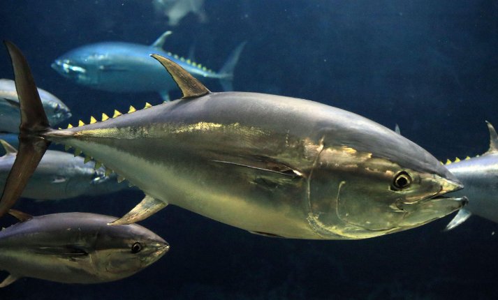 热血鱼是鳕鱼还是金枪鱼