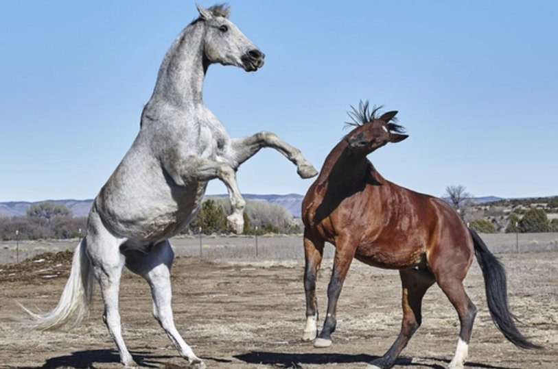 五云花浩日边红代表什么生肖