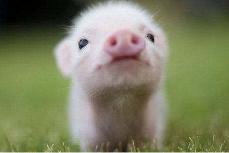 大器晚成是什么生肖?