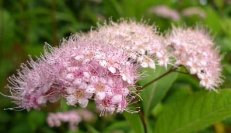 毛果绣线菊的产地生境