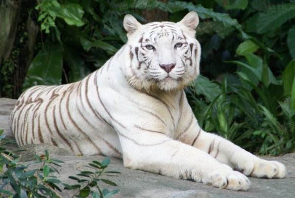 女生是白老虎和光阴的意思