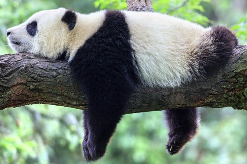 北极熊和大熊猫哪种动物会冬眠