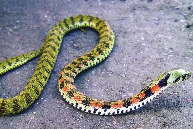 非洲十大毒蛇排行