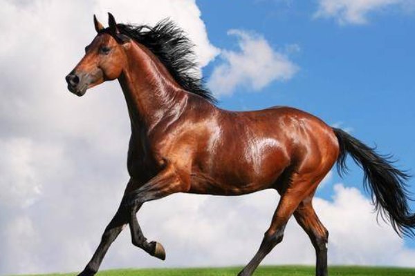 十二生肖的岁数表