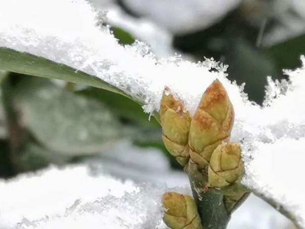 春天下雪意味着什么