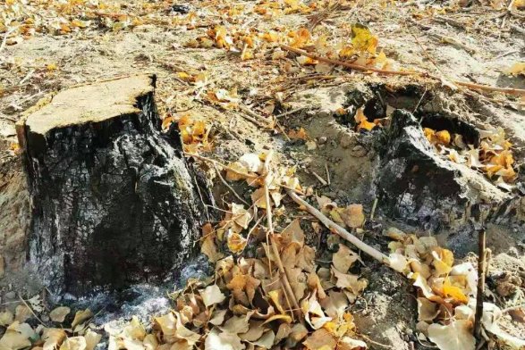 人民日报评敦煌防护林被毁说了什么？