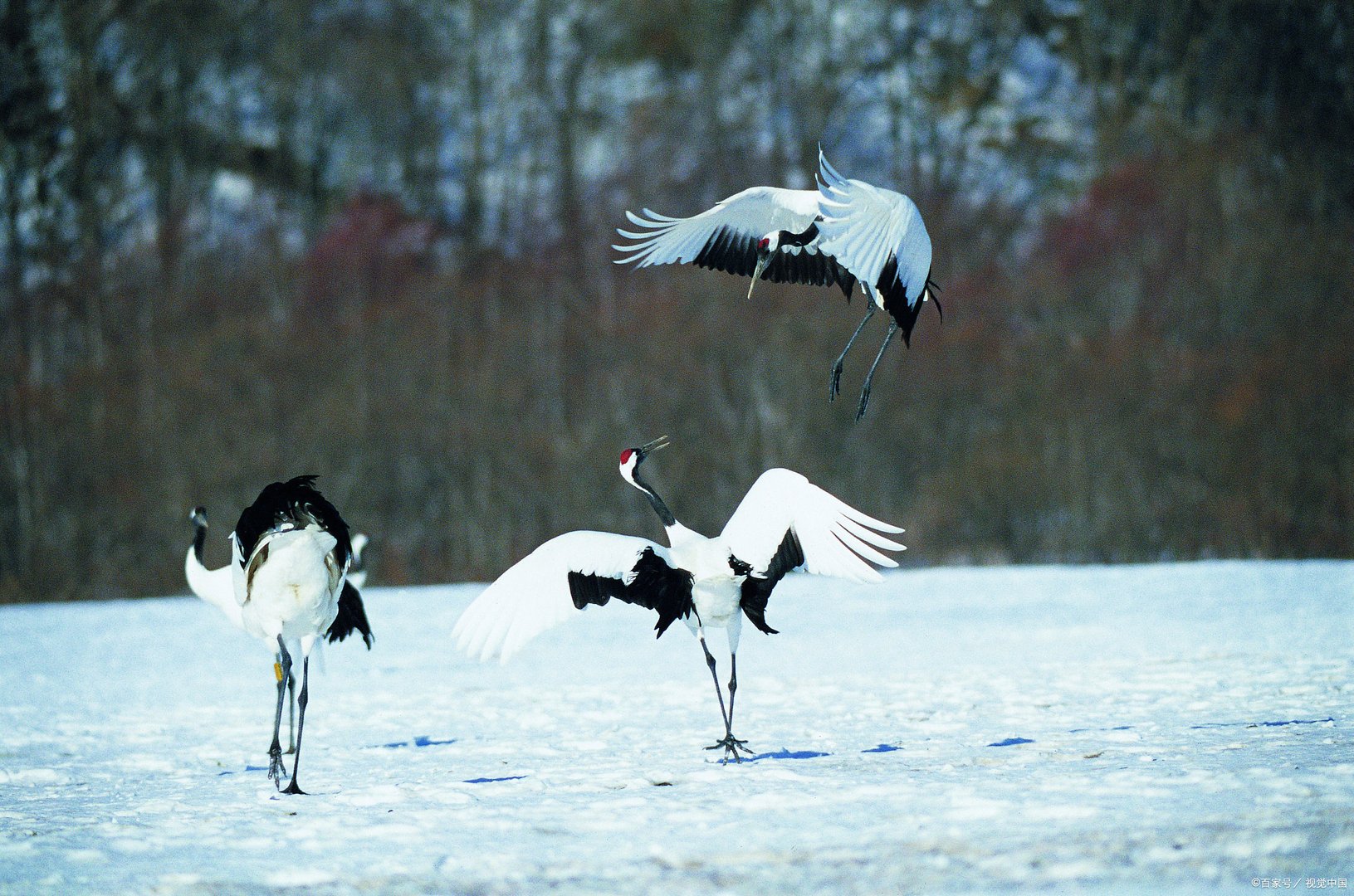 仙鹤之乡在哪里
