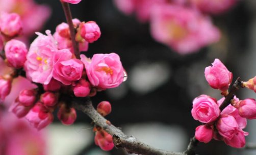 可惜梅花各心事 南枝向暖北枝寒什么意思