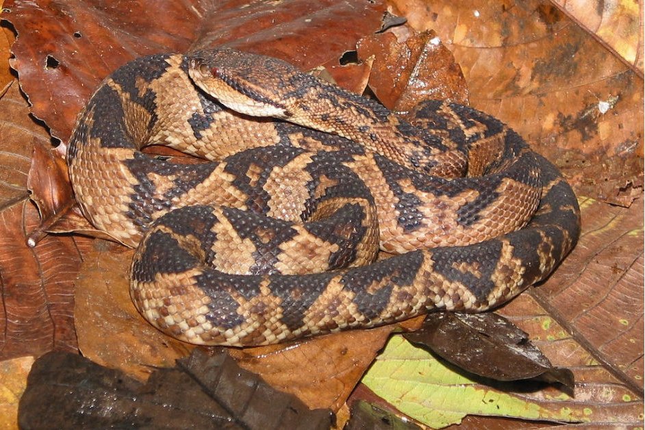 非洲十大毒蛇排行