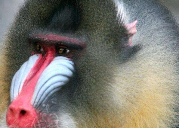 脸是彩色的狒狒叫什么