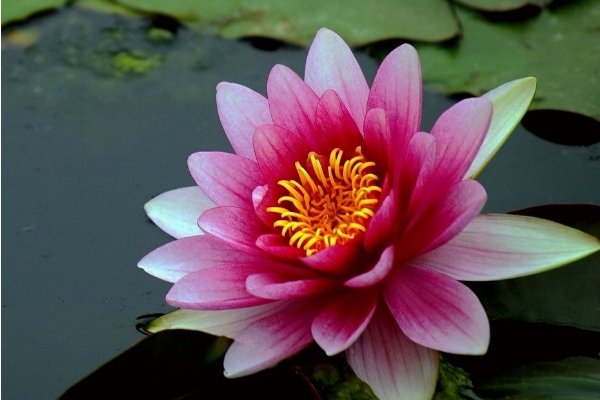 10种植物的传播方式