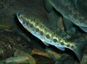 冰河时期2012的介绍