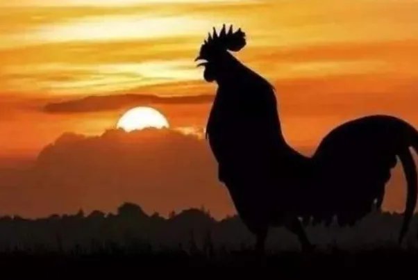 旭日东升的动物是什么？