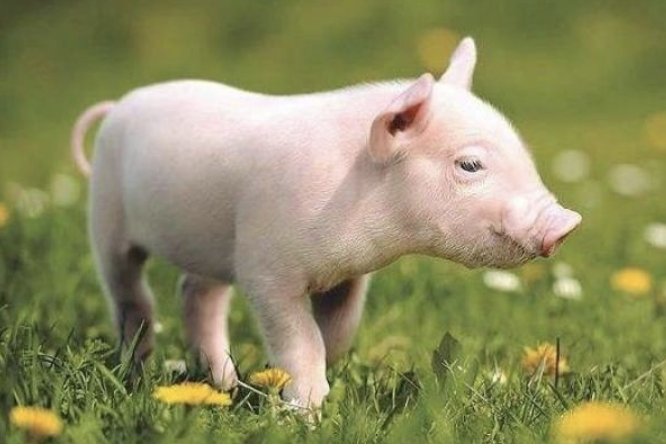 呼庚呼癸是什么生肖