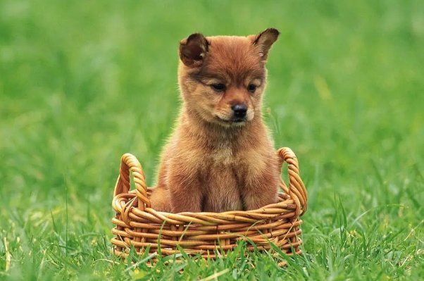 三年级小狗学叫第三种结局续写