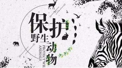 湖北一窗台飞来不明身份大鸟,男子逗它玩反遭嘲笑,这究竟是什么鸟?