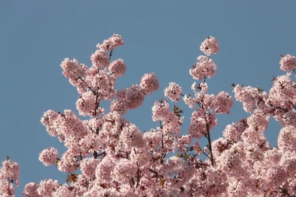 末班车后胶囊旅馆未增删樱花翻译