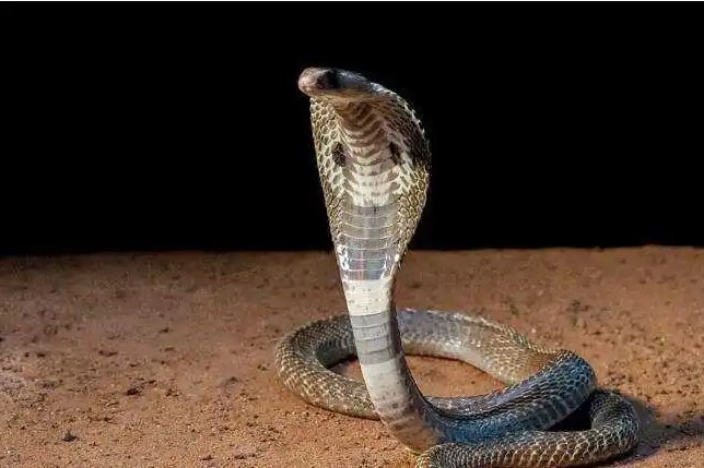 非洲十大毒蛇排行
