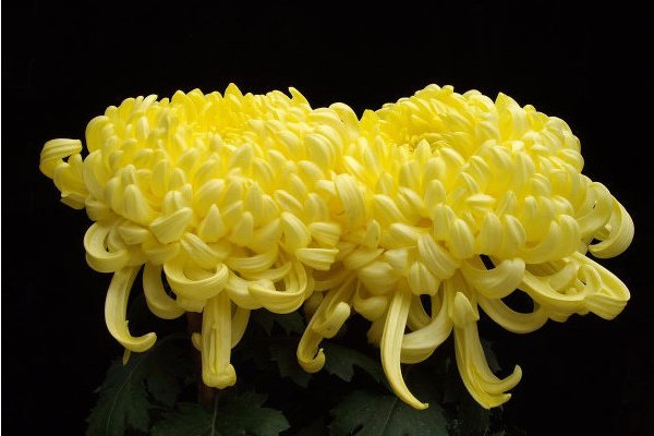 10种植物的传播方式