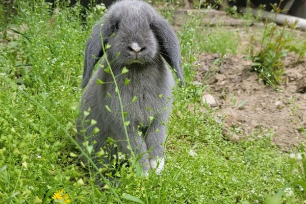 秋雨绵绵打一生肖什么动物