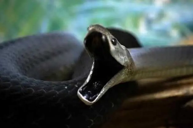 非洲十大毒蛇排行