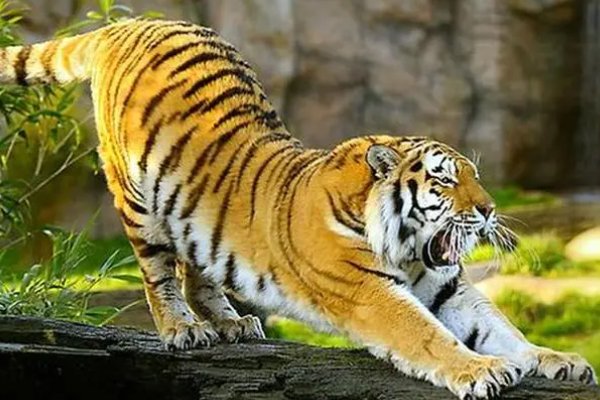 十二生肖的岁数表