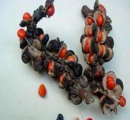 请问这种红色的种子是什么植物的？