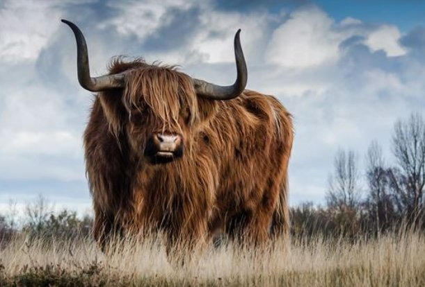 爪牙之士形容什么动物