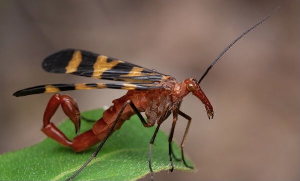 北京朝阳区一小区跳蚤泛滥，这会如何影响人们的生活？
