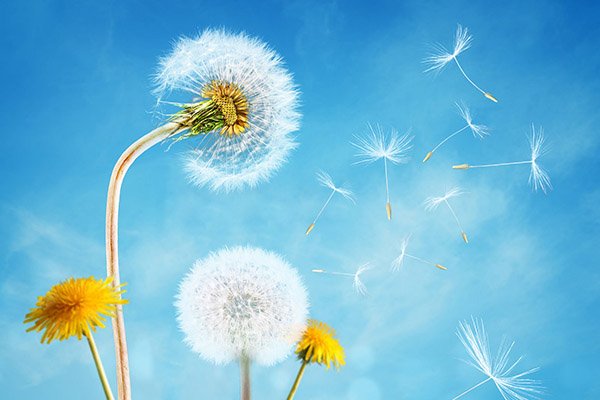 10种植物的传播方式