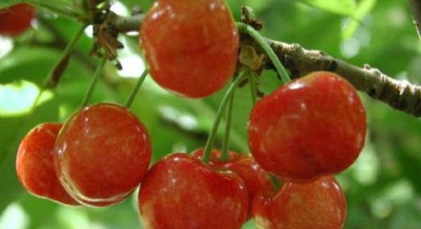 大樱桃红蜜和黄蜜是不是同一个品种？请各位高手指教。非常感谢！