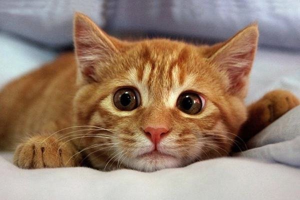 为什么猫咪会被认为是无骨动物？