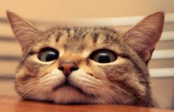 “卖萌”是什么意思