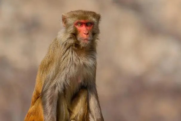 割须换袍指什么动物