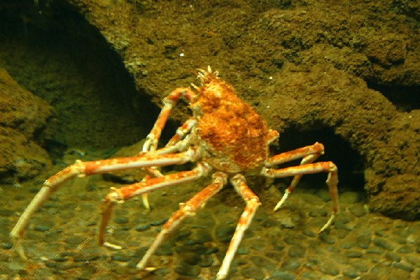 迷你蜘蛛蟹怎么养