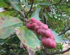 请问这种红色的种子是什么植物的？