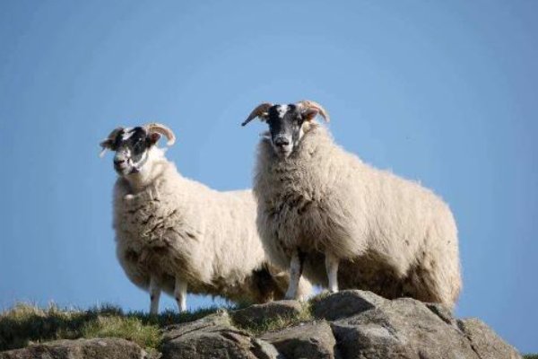 掉以轻心打一正确动物