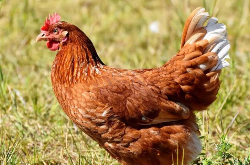 余音绕梁比喻什么生肖