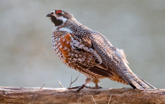 俗语说：”天上龙肉，地下驴肉“，龙肉指的是什么