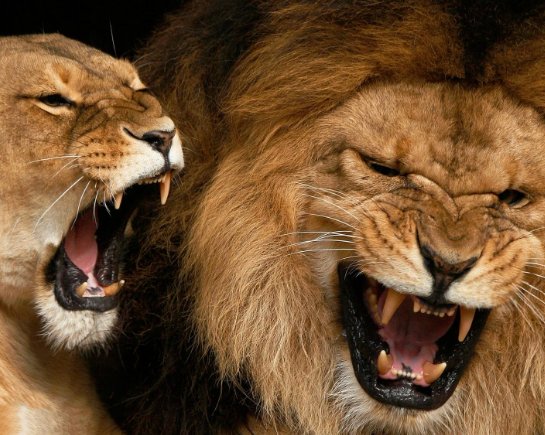 华裔女子尸体为什么被山狮撕裂？