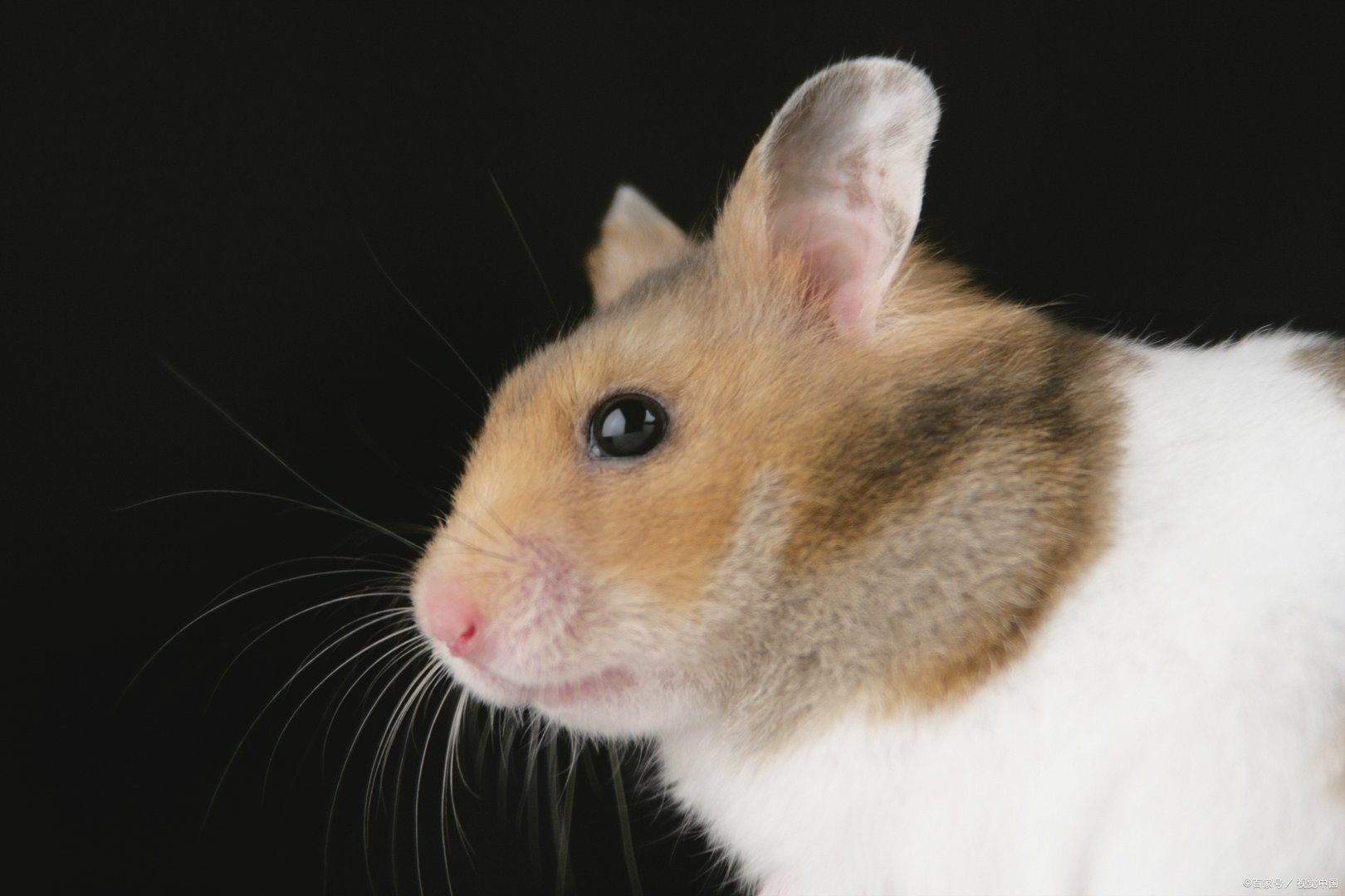 仓鼠中性格最暴躁的一种,坎贝尔仓鼠多少钱呢?坎贝尔侏儒仓鼠好养吗?