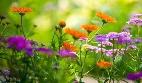 花的学校内容，把孩子们在天上的家，是一个怎样的家？请给我想象，加以描述